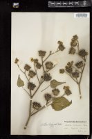 Thumbnail for <i>Abutilon striatum</i> <i></i> …