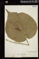 Thumbnail for <i>Abutilon striatum</i> <i></i> …