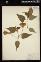 Thumbnail for <i>Abutilon </i> <i></i> …