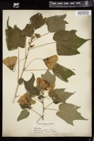 Thumbnail for <i>Abutilon </i> <i></i> …