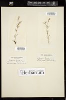 Thumbnail for <i>Cardamine hirsuta</i> <i></i> …