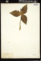 Thumbnail for <i>Trillium discolor</i> <i></i> …