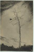 Thumbnail for Dead Man's Tree