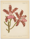 Thumbnail for Cattleya elongata Barb. …