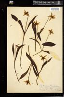 Thumbnail for <i>Erythronium americanum</i> <i></i> …