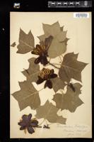 Thumbnail for <i>Liriodendron tulipifera</i> <i></i> …