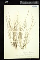 Thumbnail for <i>Glyceria maritima</i> <i></i> …