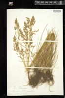 Thumbnail for <i>Poa pratensis</i> <i></i> …