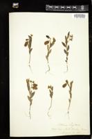 Thumbnail for <i>Crotalaria sagittalis</i> <i></i> …