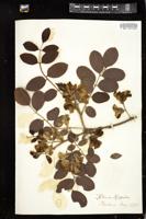 Thumbnail for <i>Robinia hispida</i> <i></i> …