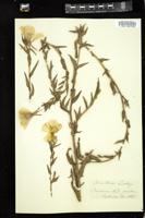 Thumbnail for <i>Oenothera lindleyi</i> <i></i> …