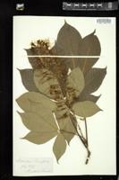 Thumbnail for <i>Aesculus parviflora</i> <i></i> …