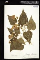 Thumbnail for <i>Abutilon pulchellum</i> <i></i> …