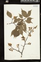 Thumbnail for <i>Prunus americana</i> <i></i> …