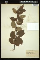 Thumbnail for <i>Betula alleghaniensis</i> <i></i> …