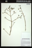Thumbnail for <i>Portulaca oleracea</i> <i></i> …