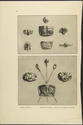 Thumbnail for Item from William …