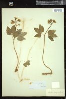 Thumbnail for <i>Cardamine diphylla</i> <i></i> …