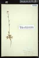 Thumbnail for <i>Lepidium virginicum</i> <i></i> …