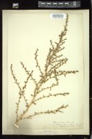 Thumbnail for <i>Amaranthus albus</i> <i></i> …