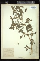 Thumbnail for <i>Amaranthus spinosus</i> <i></i> …
