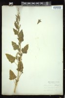 Thumbnail for <i>Chenopodium album</i> <i></i> …