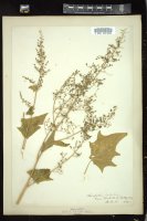 Thumbnail for <i>Chenopodium hybridum</i> <i></i> …