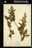 Thumbnail for <i>Chenopodium urbicum</i> <i></i> …