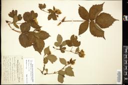 Thumbnail for <i>Rubus rossbergianus</i> <i></i> …