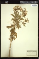 Thumbnail for <i>Saponaria officinalis</i> <i></i> …
