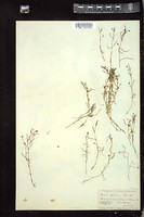 Thumbnail for <i>Spergularia marina</i> <i></i> …
