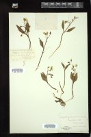 Thumbnail for <i>Claytonia caroliniana</i> <i></i> …