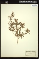 Thumbnail for <i>Steironema lanceolatum</i> <i></i> …