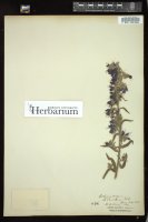 Thumbnail for <i>Echium vulgare</i> <i></i> …