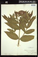 Thumbnail for <i>Asclepias incarnata</i> <i></i> …