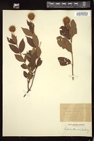 Thumbnail for <i>Cephalanthus occidentalis</i> <i></i> …