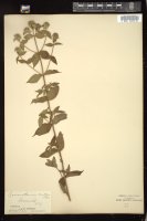 Thumbnail for <i>Pycnanthemum muticum</i> <i></i> …