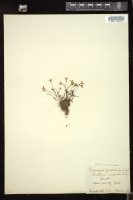 Thumbnail for <i>Houstonia caerulea</i> <i></i> …