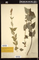 Thumbnail for <i>Lophanthus anisatus</i> <i></i> …