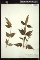 Thumbnail for <i>Lophanthus nepetoides</i> <i></i> …