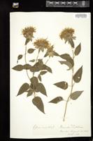 Thumbnail for <i>Monarda fistulosa</i> <i></i> …