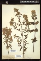 Thumbnail for <i>Monarda punctata</i> <i></i> …