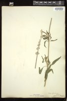 Thumbnail for <i>Salvia farinacea</i> <i></i> …
