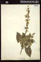 Thumbnail for <i>Salvia glutinosa</i> <i></i> …