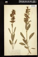 Thumbnail for <i>Salvia officinalis</i> <i></i> …