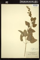 Thumbnail for <i>Smilax herbacea</i> <i></i> …