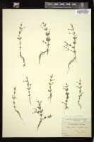Thumbnail for <i>Ilysanthes anagallidea</i> <i></i> …