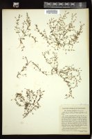 Thumbnail for <i>Ilysanthes anagallidea</i> <i></i> …