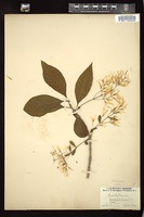 Thumbnail for <i>Chionanthus virginicus</i> <i></i> …