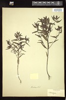 Thumbnail for <i>Melampyrum americanum</i> <i></i> …